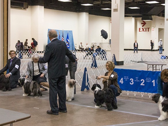 SophieHartfordShow201402-031 Next up on Saturday is the Best of Breed competition. This includes 3 champions on the left side, starting with Travis Brock showing George and Caryl showing...