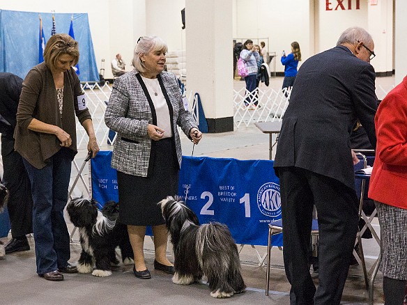 SophieHartfordShow201402-040 And it is a grand sweep in breed for Caryl and her progeny! Elizabeth wins Best of Breed, Travis and George win Best of Opposites, and Bentley wins Best of...