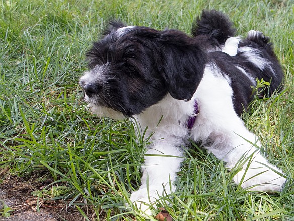 ComingHome-026 I'm 10 weeks old now and enjoying my new front yard