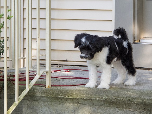 ComingHome-061 Now that I am outside, let me plot my strategy down the front steps....