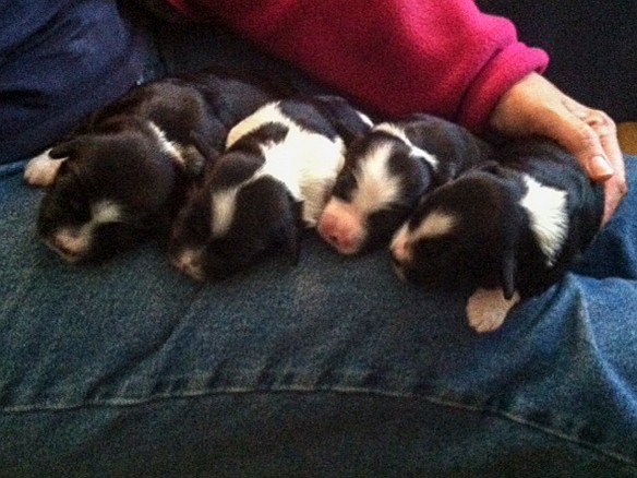 Daisy, Rose, Daphne and Dogwood at 2 Weeks Daisy, Daphne, Rose, and Dogwood (L to R) at 2 weeks