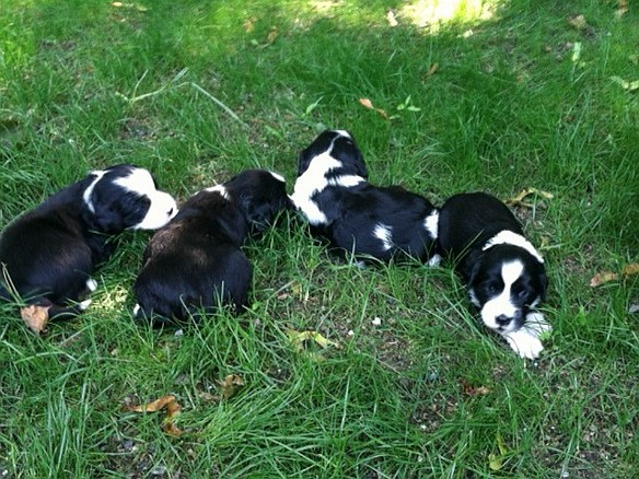 Daphne, Daisy, Rose, Dogwood at 3.5 Weeks Daphne , Daisy, Rose, and Dogwood at 3-1/2 weeks
