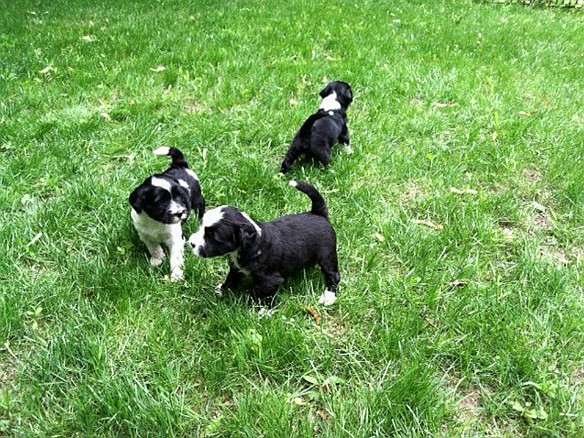 Daphne, Rose and Dogwood at 4.5 Weeks L to R: Rose, Daphne, and Dogwood at 4-1/2 weeks