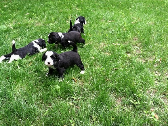 Daphne, Rose, Daisy and Dogwood at 4.5 Weeks All four pups at 4-1/2 weeks