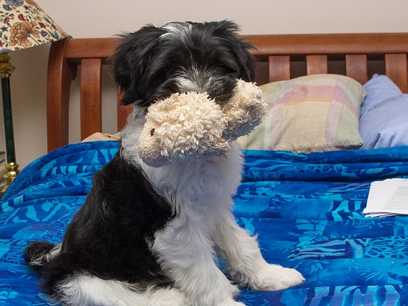 PuppyDays-007 Apparently mommy and daddy think my sheep toy is a better idea than toe nibbling