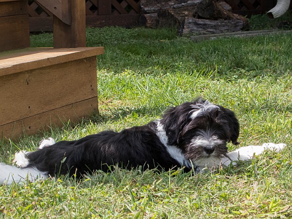 PuppyDays-028 At the bottom lies a treasure trove of twigs and grass to munch on