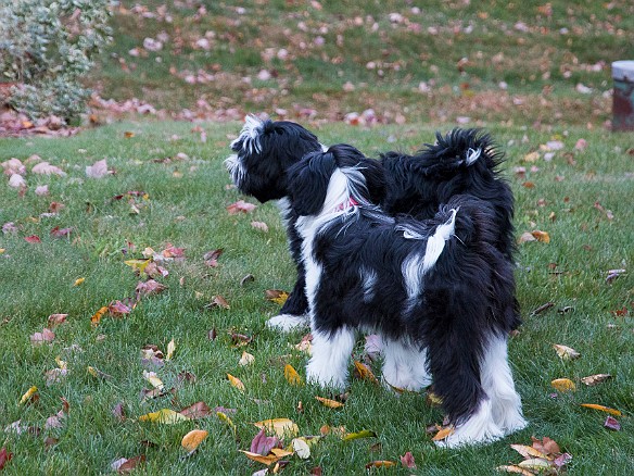 SophieBentley-004 Sophie and Bentley survey the playing field