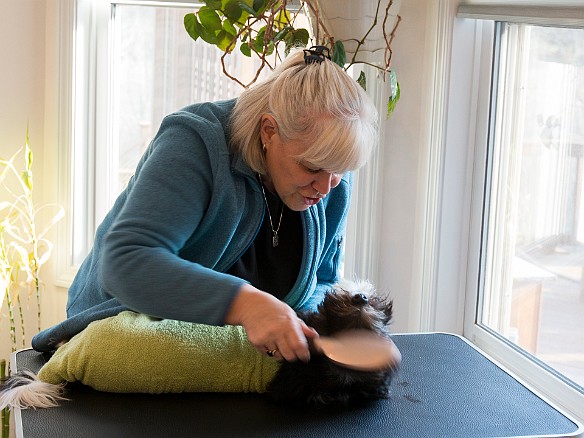 SophieBentley-016 Caryl demonstrates post-bath drying and grooming techniques