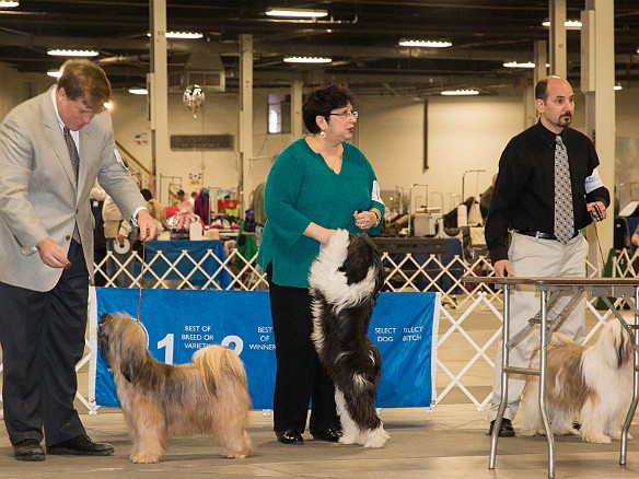 SophieSpringfieldShow20140405-022 Max leads Sophie to beat the Winner's Dog to get Best of Winners!