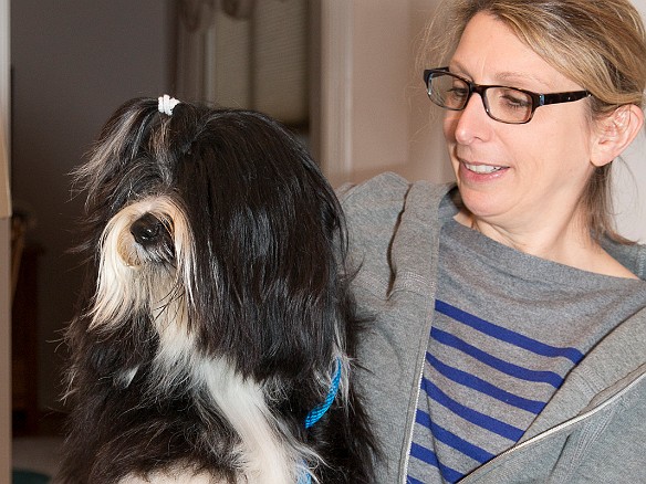 SophieSpringfieldShow20141207-004 The day before the Sunday show in Springfield, Sophie's brother Bentley came over to our house to get groomed