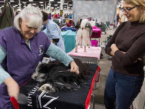 SophieSpringfieldShow20141207-024 Show day, and first up for grooming is Bentley