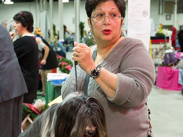 SophieSpringfieldShow20141207-039 Sophie waits ringside for her turn