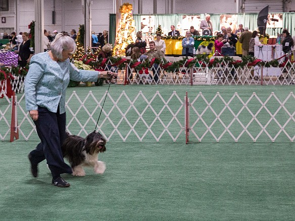 SophieSpringfieldShow20141207-044 Down-and-backs are looking a bit better