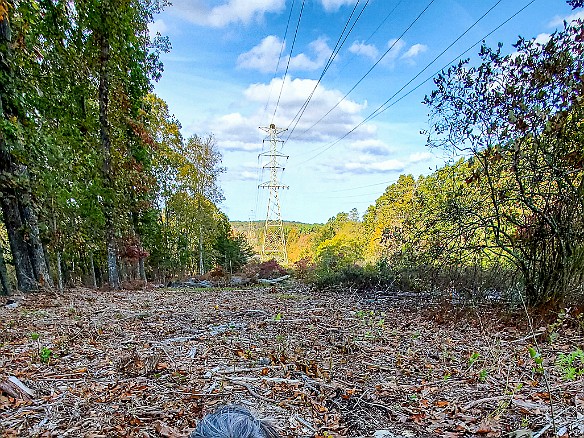 SophieFall2020-008 Fall walk with Sophie in the 'hood