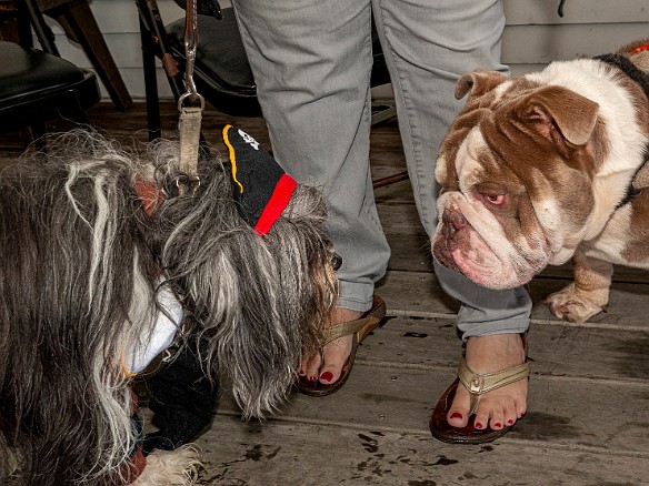 DogsOnTheDock2021-070 Sophie and a friend