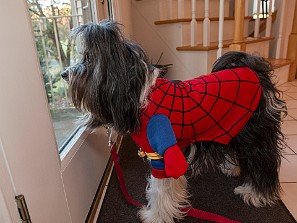 2017 In 2017, Sophie got spayed and relived her Spidey-glory on Halloween