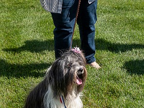 Cutest Dog at Bridges Dog Show, 2019 Sophie with Max's help won cutest dog at a show held at Bridges, the memory care facility where Myra is a resident