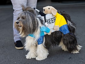 Dogs On The Dock 2022 It was a gorgeous October day for Dogs On The Dock and it was the biggest turnout yet. Sophie won 2nd prize for her beer...