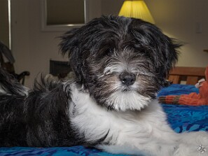 Puppy Days At approximately 4 months, I am starting to lose some of my puppy teeth and learning to behave a little bit better....