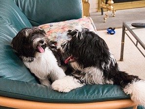 Sibling Play Date On a nice Fall Saturday, Sophie's sibling Bentley (aka Dogwood) and his human mommy, Marybeth Frosco, came for a...