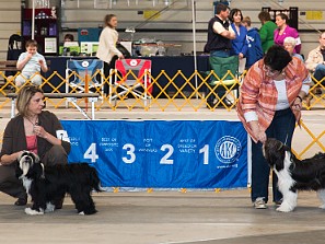 Springfield MA Show - Apr 20, 2014 Just a couple of weeks later we return to Springfield on Easter Sunday for the Windsor Kennel Club show. Max goes in...