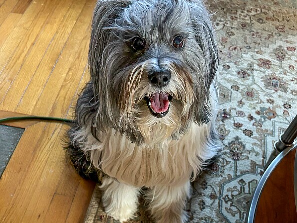 Sophie's Winter 2025 Vacation When we go on vacation, so does Sophie 🐶 I don't think she missed us at all while we were in Hawaii!