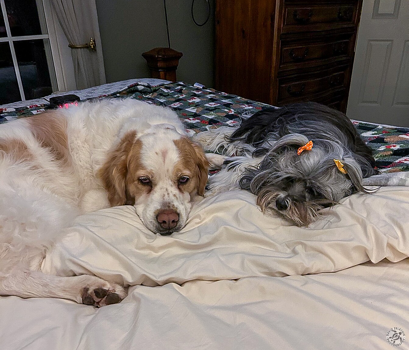 SophieWinter2025-001 When we go on vacation, so does Sophie 🐶 She stays at a pet sitter's house where she rules the roost among all the other dogs and cats.