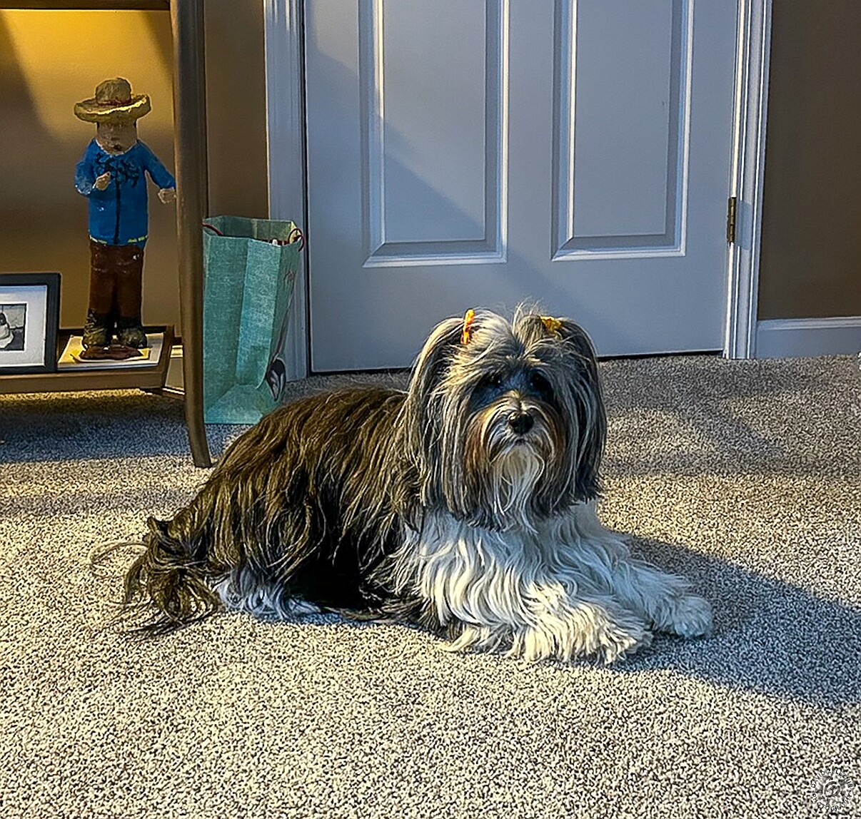 SophieWinter2025-003 When we go on vacation, so does Sophie 🐶 She stays at a pet sitter's house where she rules the roost among all the other dogs and cats.