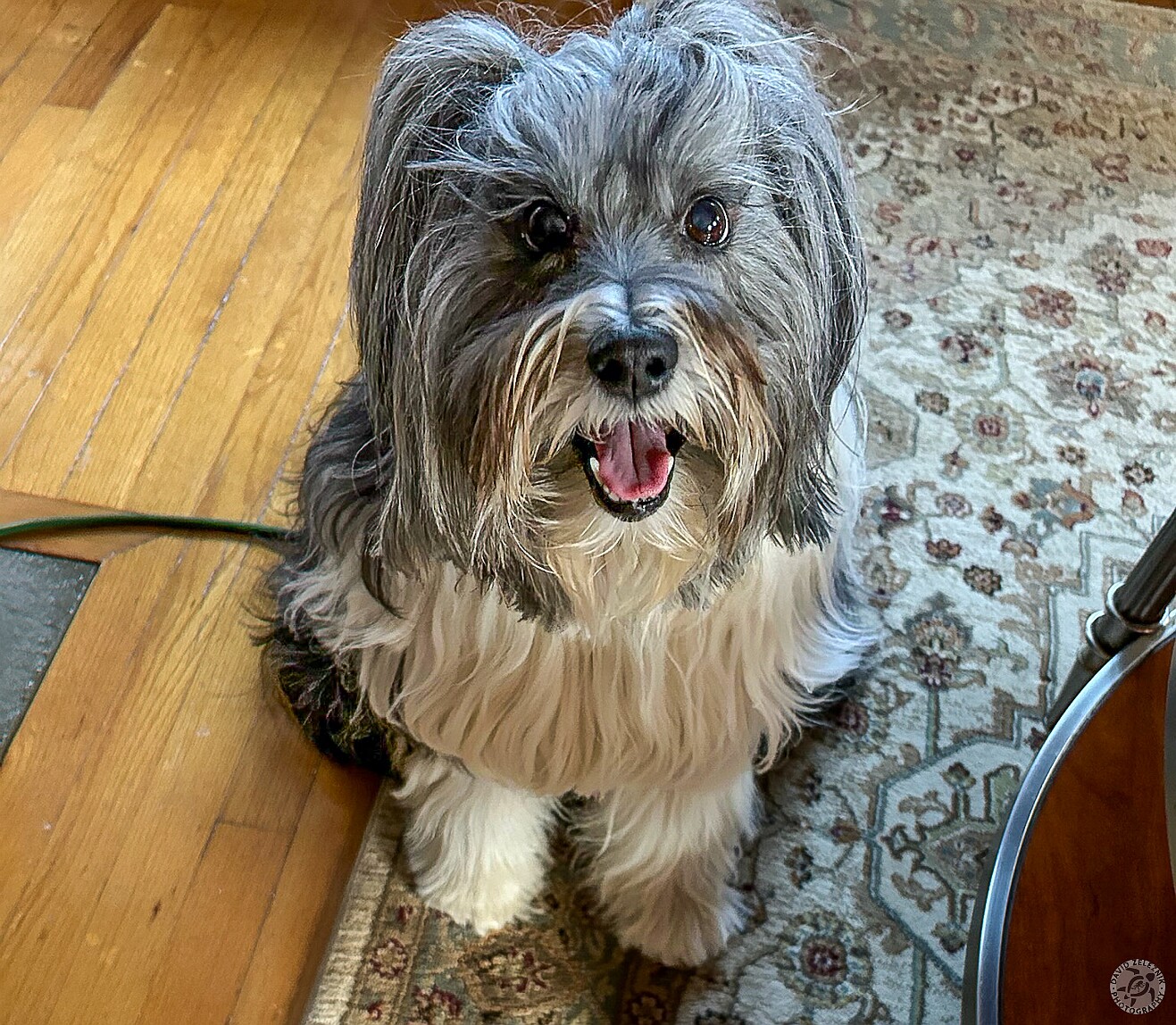 SophieWinter2025-004 When we go on vacation, so does Sophie 🐶 She stays at a pet sitter's house where she rules the roost among all the other dogs and cats.