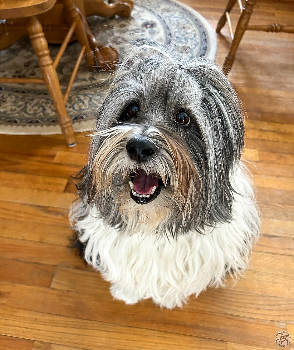 SophieWinter2025-005 When we go on vacation, so does Sophie 🐶 She stays at a pet sitter's house where she rules the roost among all the other dogs and cats.