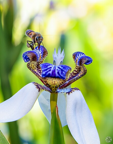 Oahu2025-087-Enhanced-NR-11x14 My photo of a bee on a Walking Iris at the Wahiawa Botanic Garden titled