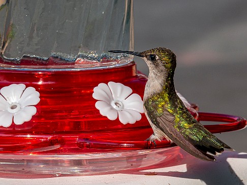 Hummingbirds-202008-001 Max bought a hummingbird feeder for our front porch and we enjoyed the show through our kitchen window for the entire Summer. I discovered a feature of my...