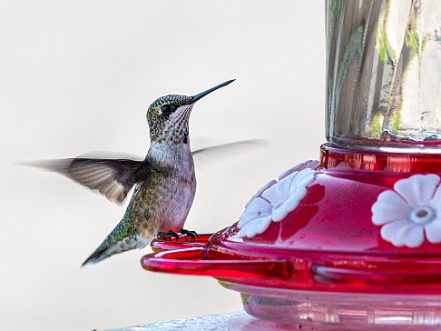Hummingbirds-202008-029 Max bought a hummingbird feeder for our front porch and we enjoyed the show through our kitchen window for the entire Summer. I discovered a feature of my...