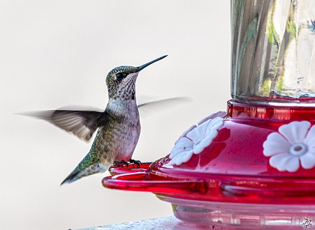 Hummingbirds-202008-029 Max bought a hummingbird feeder for our front porch and we enjoyed the show through our kitchen window for the entire Summer. I discovered a feature of my...