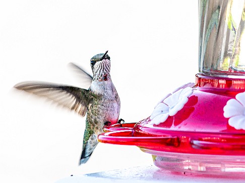Hummingbirds-202008-038 Max bought a hummingbird feeder for our front porch and we enjoyed the show through our kitchen window for the entire Summer. I discovered a feature of my...