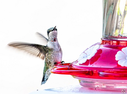 Hummingbirds-202008-038 Max bought a hummingbird feeder for our front porch and we enjoyed the show through our kitchen window for the entire Summer. I discovered a feature of my...