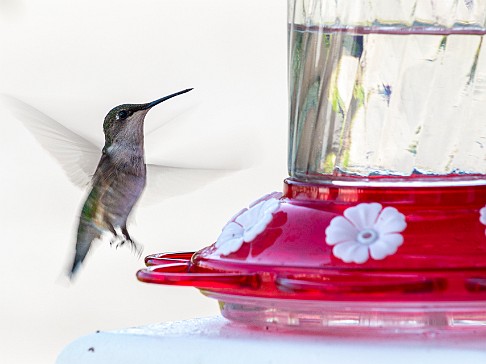 Hummingbirds-202008-041 Max bought a hummingbird feeder for our front porch and we enjoyed the show through our kitchen window for the entire Summer. I discovered a feature of my...
