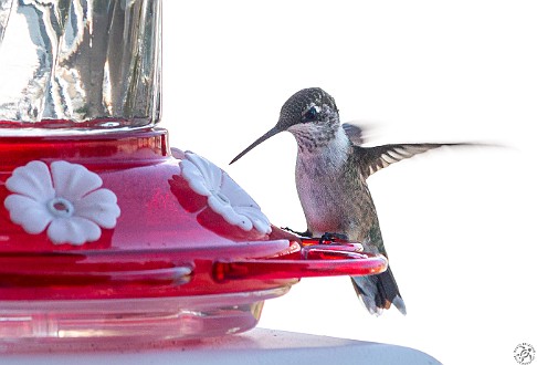 Hummingbirds-202008-060 Max bought a hummingbird feeder for our front porch and we enjoyed the show through our kitchen window for the entire Summer. I discovered a feature of my...