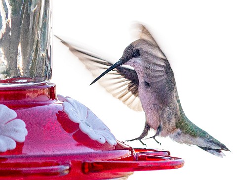 Hummingbirds-202008-072 Max bought a hummingbird feeder for our front porch and we enjoyed the show through our kitchen window for the entire Summer. I discovered a feature of my...