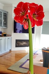 Amaryllis-003 Our amaryllis bloomed bigger and brighter than ever