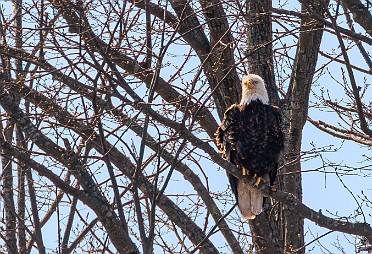 CT River Osprey & Eagle Cruise on the RiverQuest, Spring 2023 Our mid-March eagle cruise on the CT River was canceled due to weather and the first availability for reschedule was...