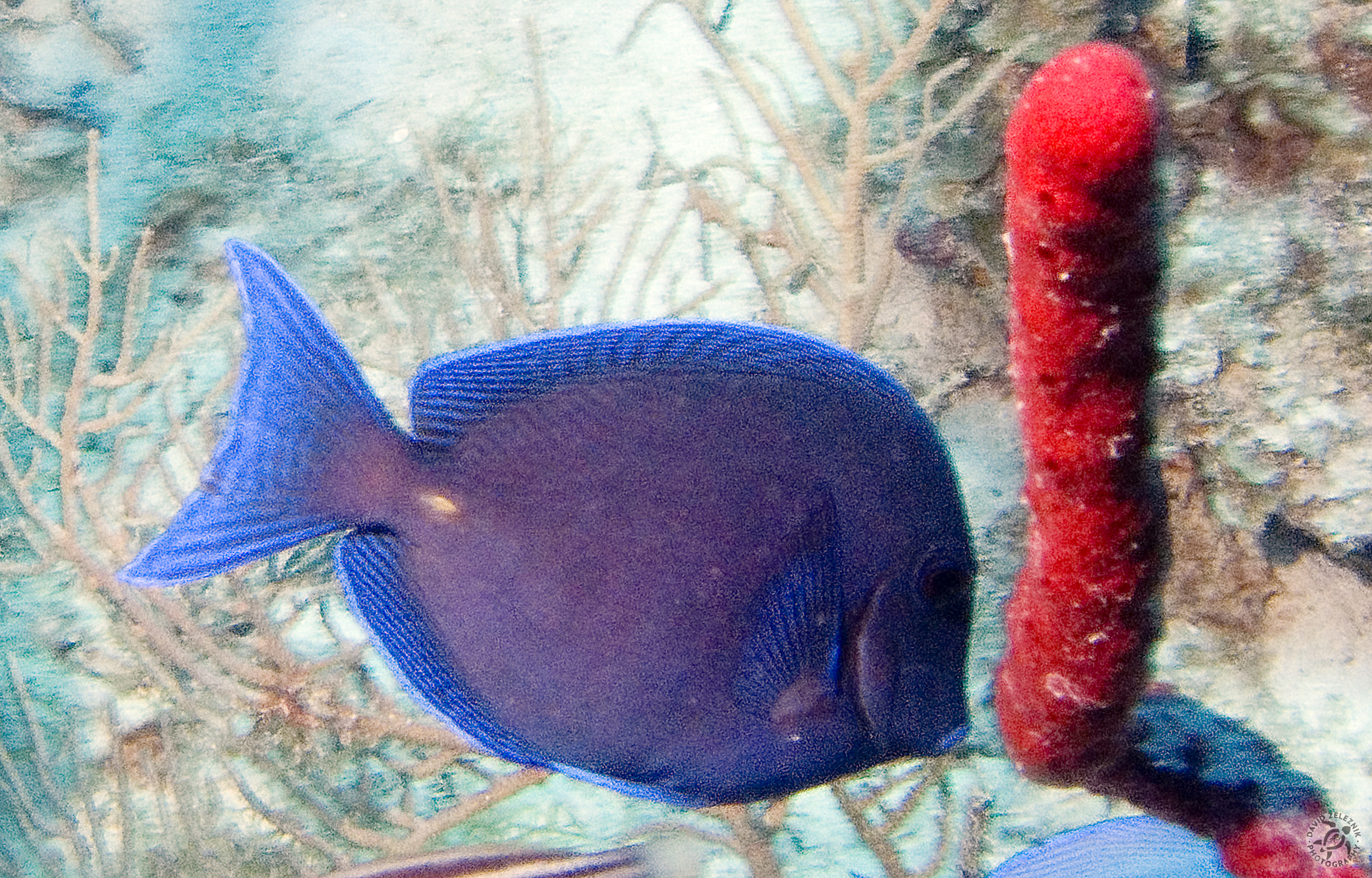 CoralGardens-26