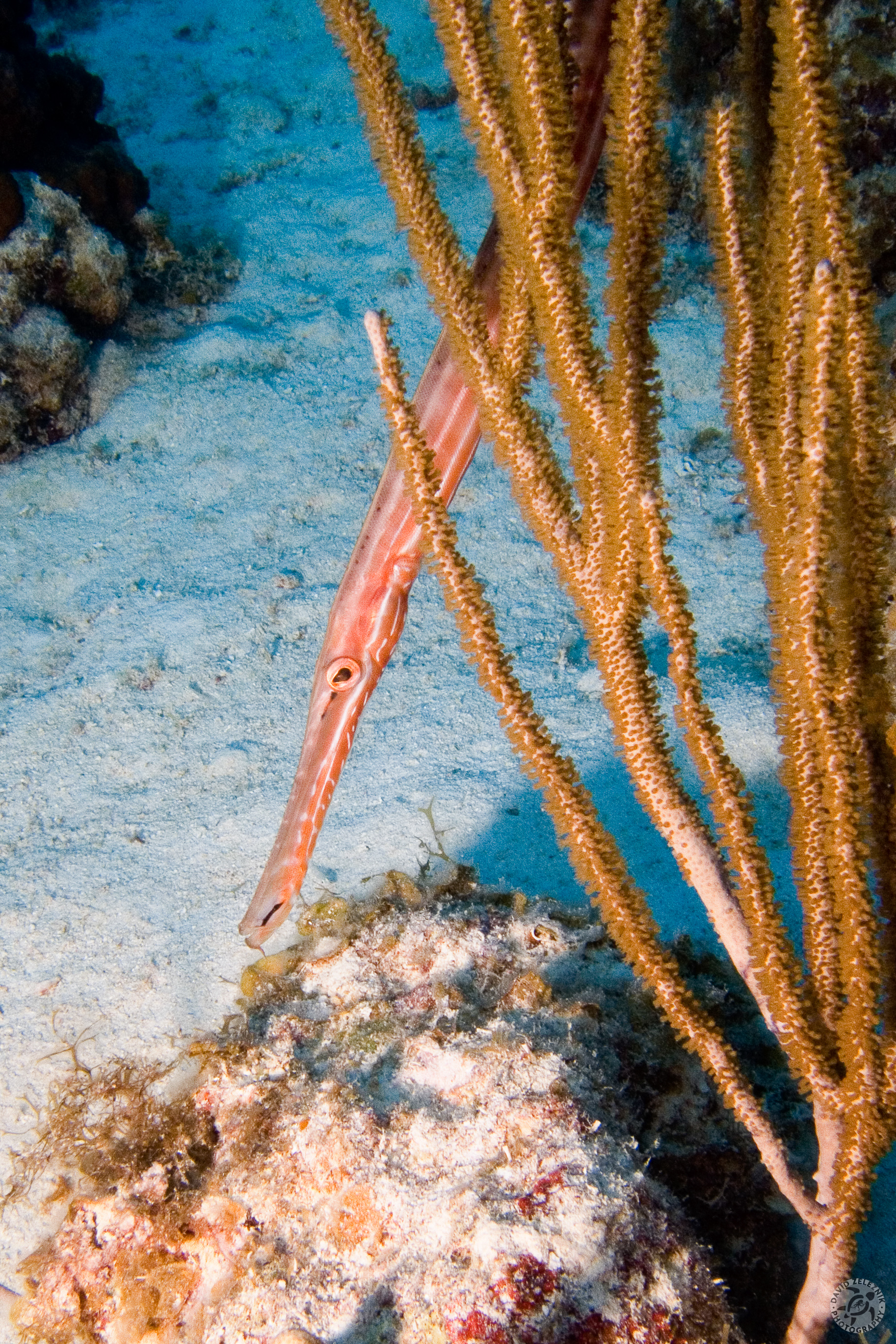 CoralGardens-28