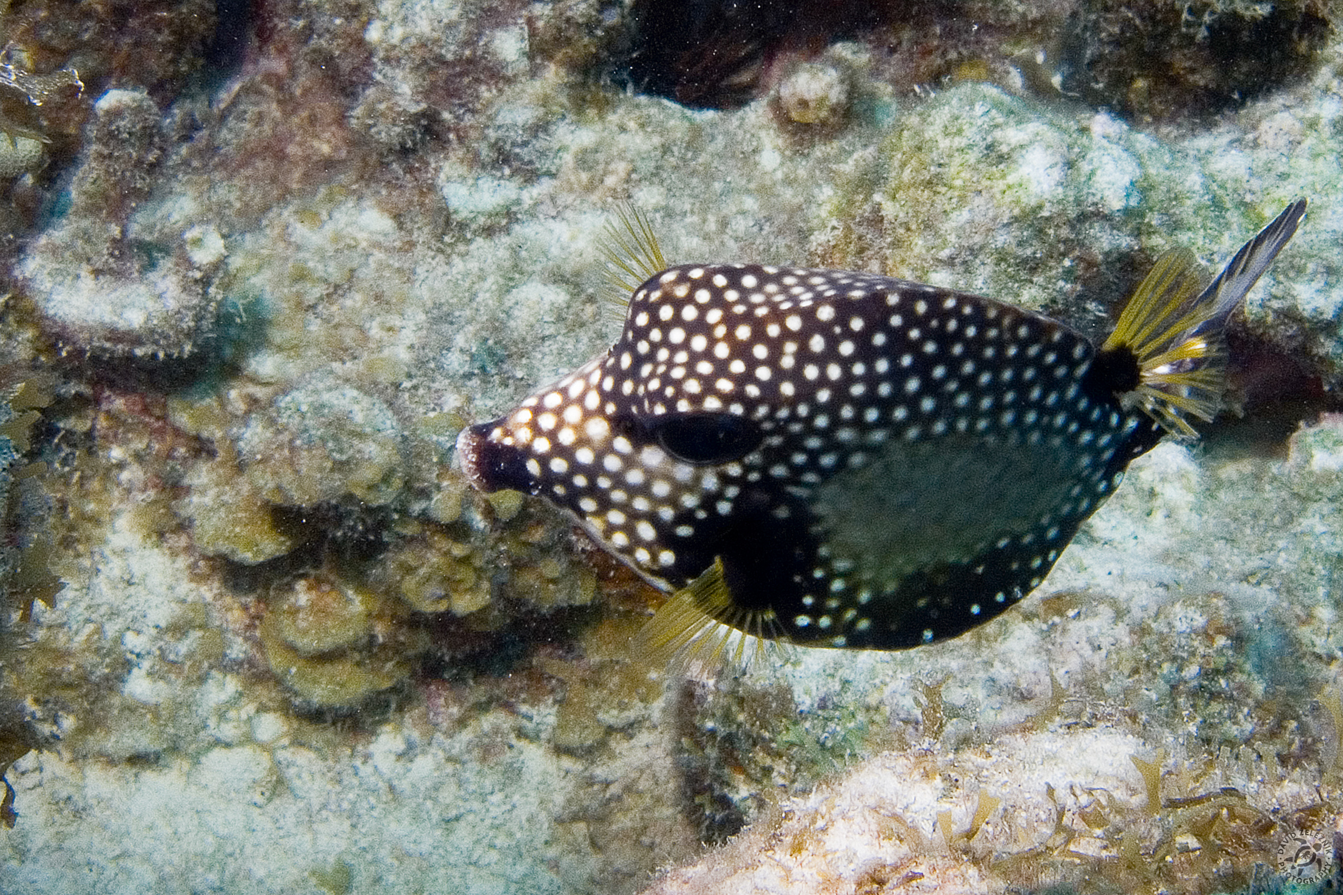 CoralGardens-38