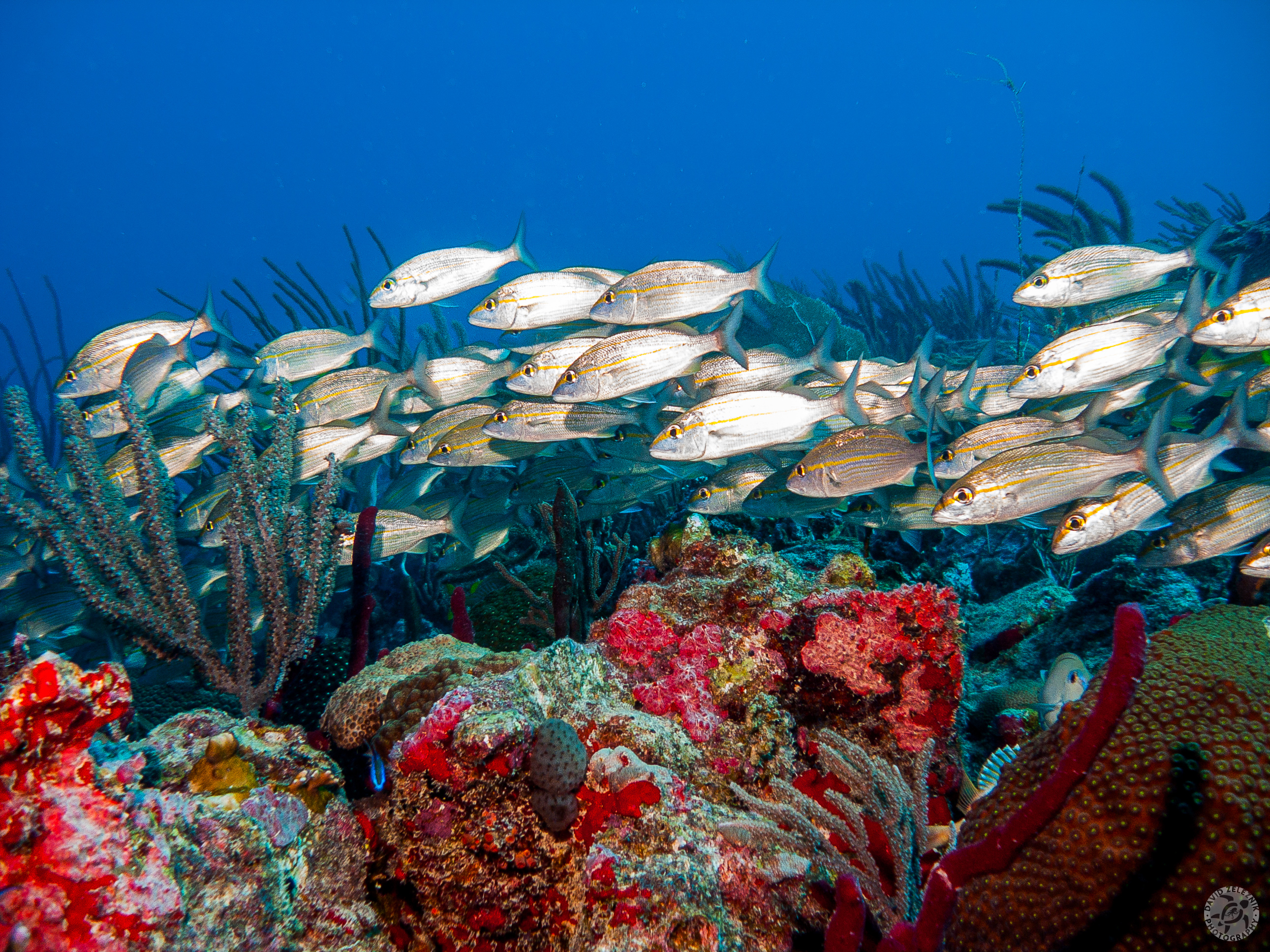 The Visibles are named because of the pinnacles that crest the surface of the waters just off of Cockroach Island. A school of grunts, called Tomtates, swims by.