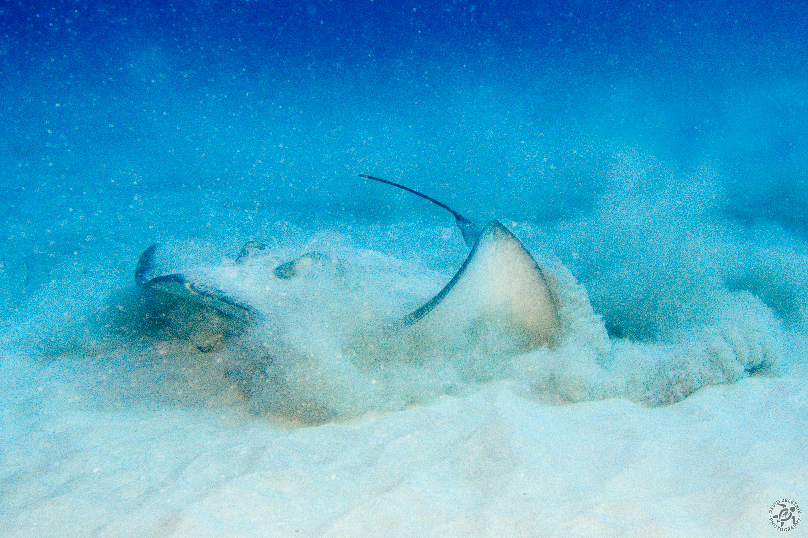Stingray takeoff