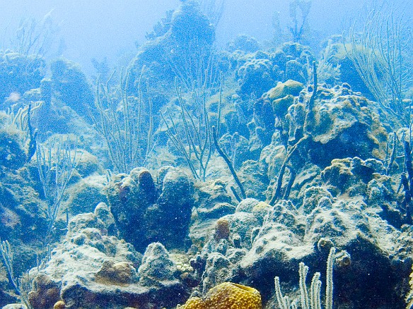 Friday's second dive was at Alice's Backdoor off of Ginger Island. It is a relatively shallow site, with maximum depth of 50-60 feet. Feb 2, 2007 11:04 AM : BVI, Diving, Virgin Gorda 2007-02, animal, porifera, sponge