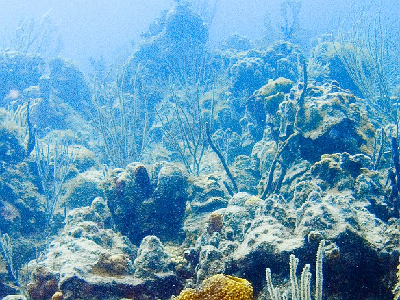 Friday's second dive was at Alice's Backdoor off of Ginger Island. It is a relatively shallow site, with maximum depth of 50-60 feet. Feb 2, 2007 11:04 AM : BVI, Diving, Virgin Gorda 2007-02