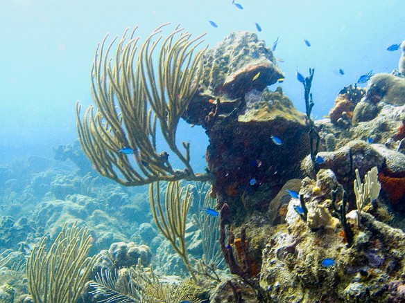 Blue Chromis schooling around a coral head Feb 2, 2007 11:21 AM : BVI, Diving, Virgin Gorda 2007-02