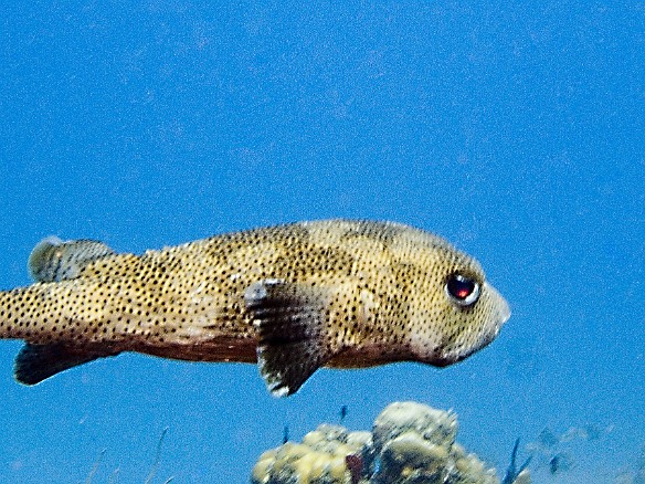 A Porcupinefish swims by, a member of the puffer family Feb 2, 2007 11:27 AM : BVI, Diving, Virgin Gorda 2007-02, animal, bony fish, diodontidae, fish, osteichthyes, porcupinefish, tetraodontiformes